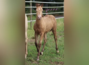 Azteca, Hingst, Föl (03/2024), 150 cm, Champagne