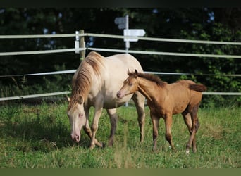 Azteca, Hingst, Föl (03/2024), 150 cm, Champagne