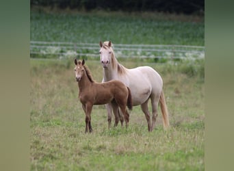 Azteca, Hingst, Föl (03/2024), 150 cm, Champagne