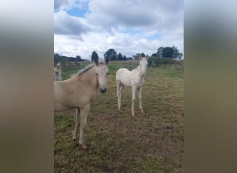 Azteca, Hingst, Föl (05/2024), 158 cm, Gulbrun