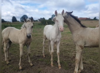 Azteca, Hingst, Föl (05/2024), 158 cm, Gulbrun