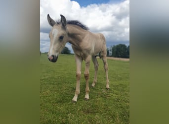 Azteca, Hingst, Föl (05/2024), 158 cm, Gulbrun