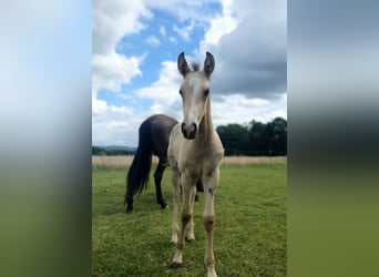 Azteca, Hingst, Föl (05/2024), 158 cm, Gulbrun