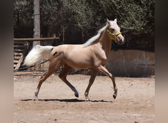 Azteca, Hengst, Fohlen (03/2024), 158 cm, Palomino