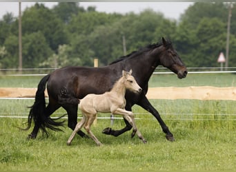 Azteca, Hingst, Föl (05/2024), 160 cm, Gulbrun