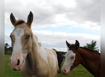 Azteca, Hingst, Föl (02/2024), 160 cm, Tobiano-skäck-alla-färger