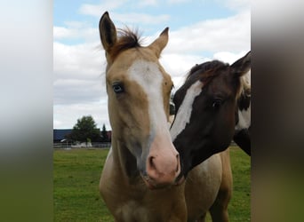 Azteca, Hingst, Föl (02/2024), 160 cm, Tobiano-skäck-alla-färger