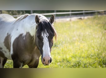 Azteca, Hingst, Föl (02/2024), 160 cm, Tobiano-skäck-alla-färger