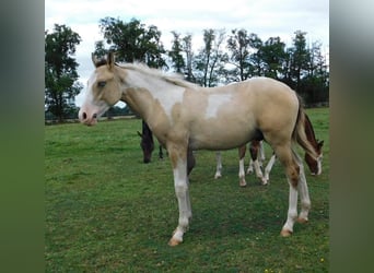 Azteca, Hingst, Föl (02/2024), 160 cm, Tobiano-skäck-alla-färger