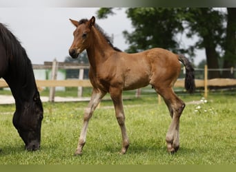 Azteca, Hingst, Föl (04/2024), 163 cm, Brun