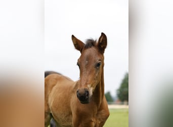 Azteca, Hingst, Föl (04/2024), 163 cm, Brun