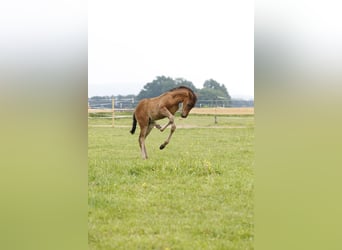 Azteca, Hingst, Föl (04/2024), 163 cm, Brun