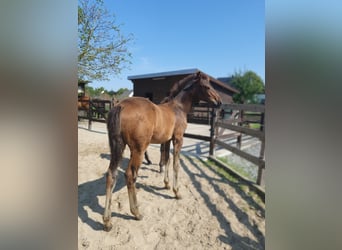 Azteca, Hingst, Föl (04/2024), 163 cm, Brun