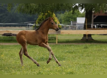 Azteca, Hingst, Föl (04/2024), 163 cm, Brun