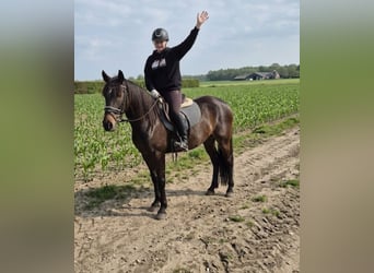 Azteca Mix, Mare, 11 years, 15,2 hh, Brown