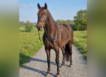 Azteca Mix, Mare, 11 years, 15,2 hh, Brown