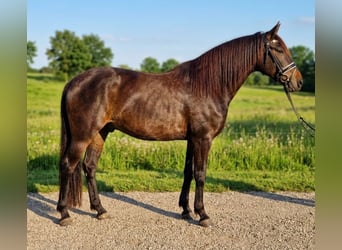 Azteca Mix, Mare, 13 years, 15.2 hh, Brown