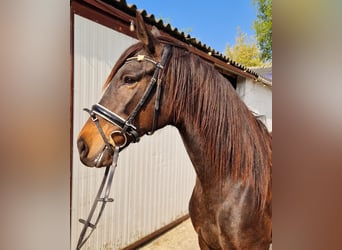 Azteca Mix, Mare, 13 years, 15.2 hh, Brown