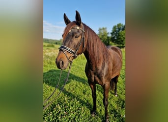 Azteca Mix, Mare, 13 years, 15,2 hh, Brown