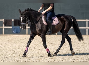 Azteca Mix, Mare, 15 years, 14.1 hh, Black