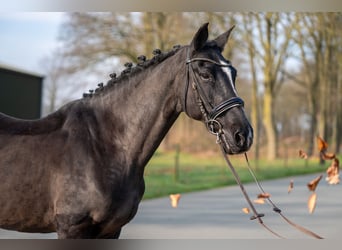 Azteca Mix, Mare, 15 years, 14,1 hh, Black
