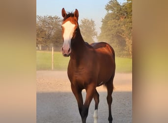 Azteca, Mare, 1 year, 15.1 hh, Brown