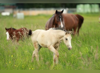 Azteca, Mare, 1 year, 15,1 hh, Buckskin