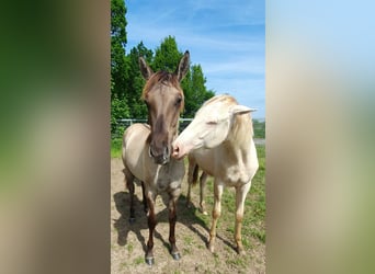 Azteca, Mare, 1 year, 15.2 hh, Grullo