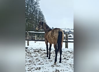 Azteca, Mare, 1 year, 15.3 hh, Buckskin
