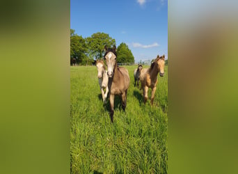 Azteca, Mare, 1 year, 15.3 hh, Buckskin