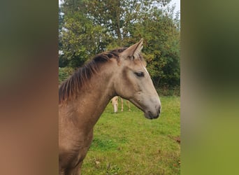 Azteca, Mare, 1 year, 15.3 hh, Buckskin