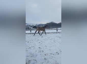Azteca, Mare, 1 year, 15.3 hh, Buckskin
