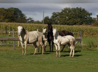 Azteca, Mare, 1 year, 15 hh, Perlino