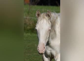 Azteca, Mare, 1 year, 15 hh, Perlino