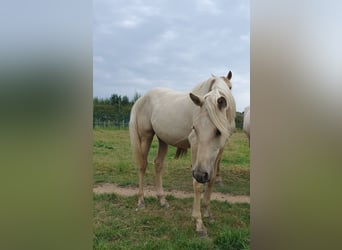 Azteca, Mare, 1 year, 15,2 hh, Palomino