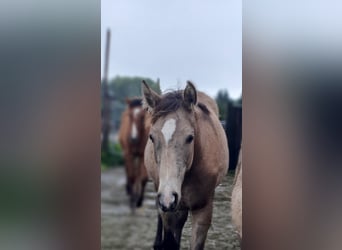 Azteca, Mare, 1 year, 15,3 hh, Buckskin