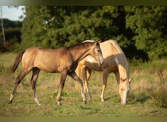 Azteca, Mare, 1 year, 15,3 hh, Buckskin