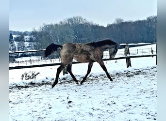 Azteca, Mare, 1 year, 15,3 hh, Buckskin