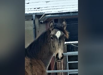 Azteca, Mare, 1 year, 15,3 hh, Buckskin