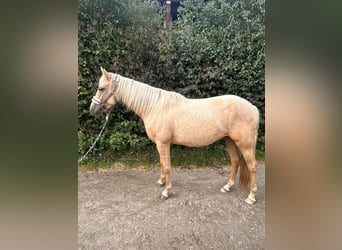 Azteca, Stute, 2 Jahre, 14,1 hh, Palomino