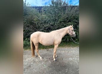 Azteca, Stute, 2 Jahre, 14,1 hh, Palomino