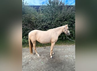 Azteca, Stute, 2 Jahre, 14,1 hh, Palomino