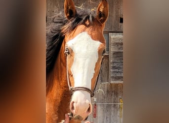 Azteca, Mare, 2 years, 15.1 hh, Brown