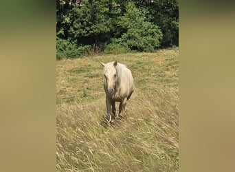 Azteca, Mare, 2 years, 15.2 hh, Palomino