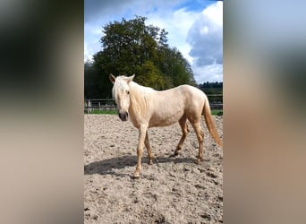 Azteca, Mare, 2 years, 15.2 hh, Palomino