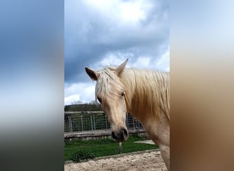 Azteca, Mare, 2 years, 15.2 hh, Palomino