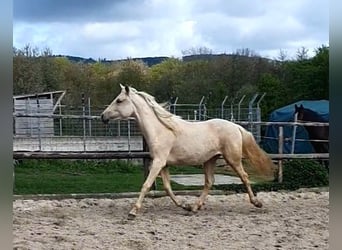 Azteca, Mare, 2 years, 15.2 hh, Palomino