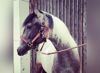 Azteca, Mare, 2 years, 15.3 hh, Pinto