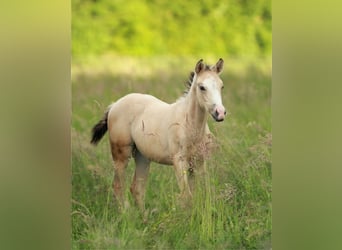 Azteca, Mare, 2 years, 15,1 hh, Buckskin
