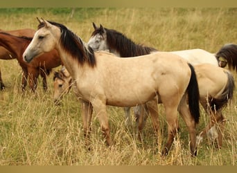 Azteca, Mare, 2 years, 15,1 hh, Buckskin